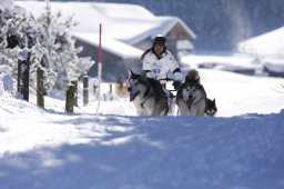 Lenk 2013